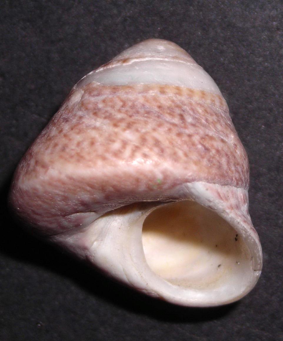 Trochidae